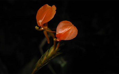Liparis compressa (Blume) Lindl. lá thuôn hẹp dài 19-23 cm, rộng 1,5-1,8 cm, đầu nhọn, cuống lá ngắn 1,3-2,5 cm. Hoa có màu cam hoặc cam nhạt, to khoảng 1,3 cm, cánh hoa hình kim dài khoảng 1 cm.